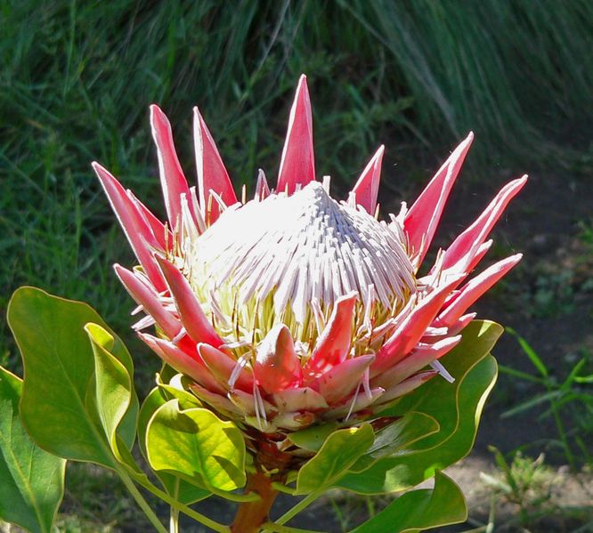 flowers for flower lovers. protea king flowers.