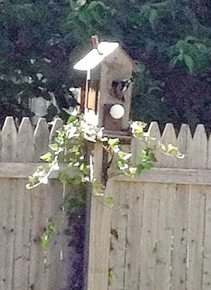 woodpecker moving into the birdhouse