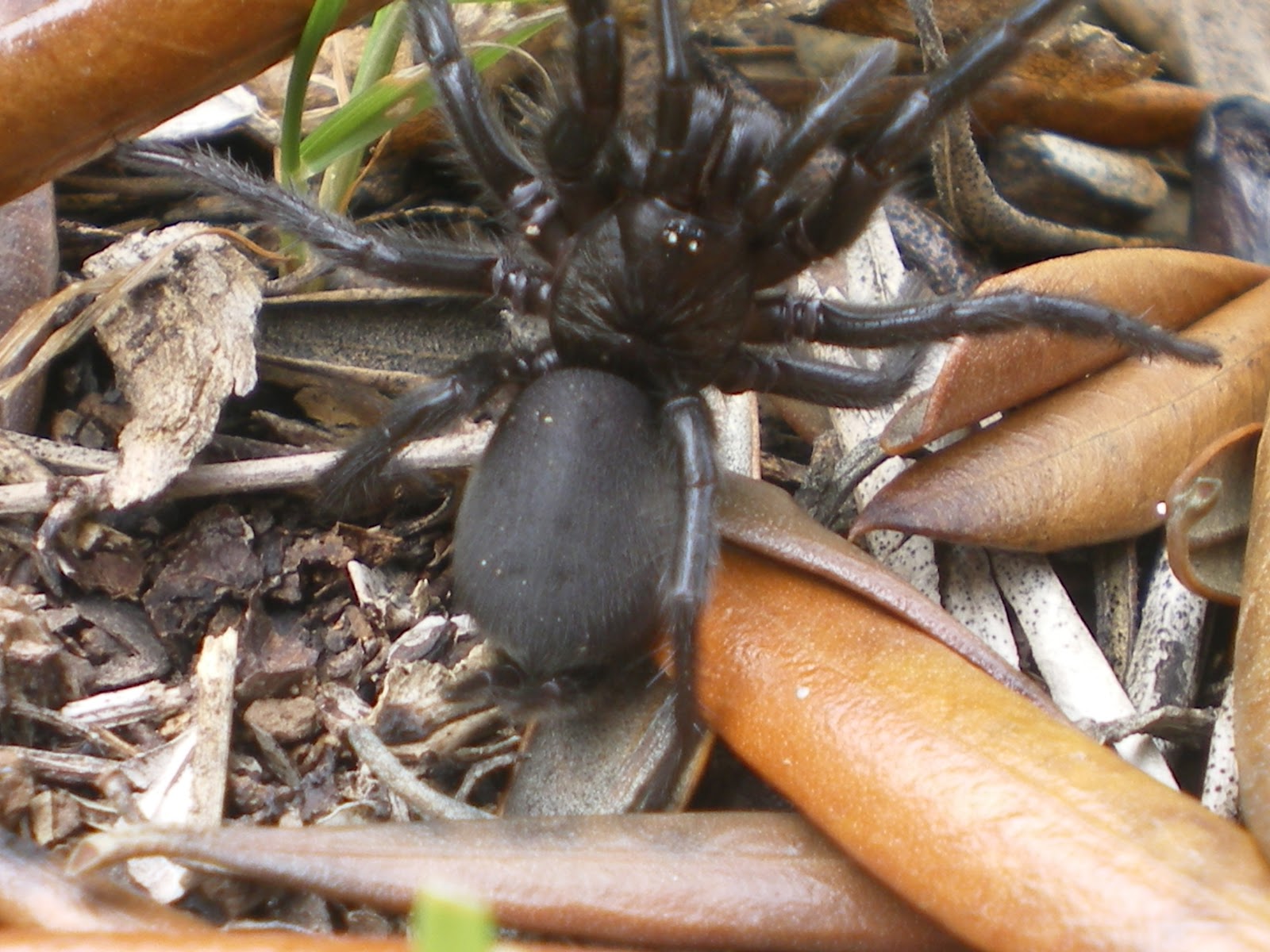 PILARES AL NATURAL: ARAÑA NEGRA