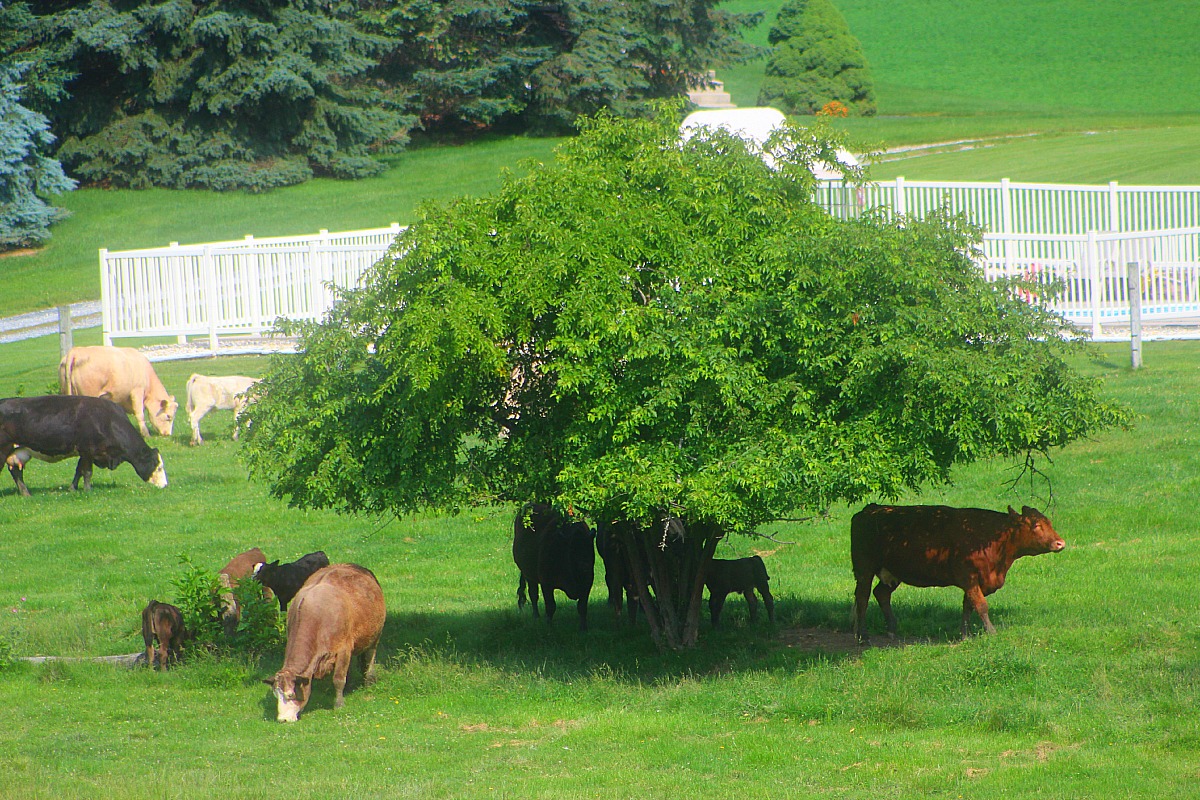 Friday's Fresh Picks This Week's Favorites Pieces of a Mom