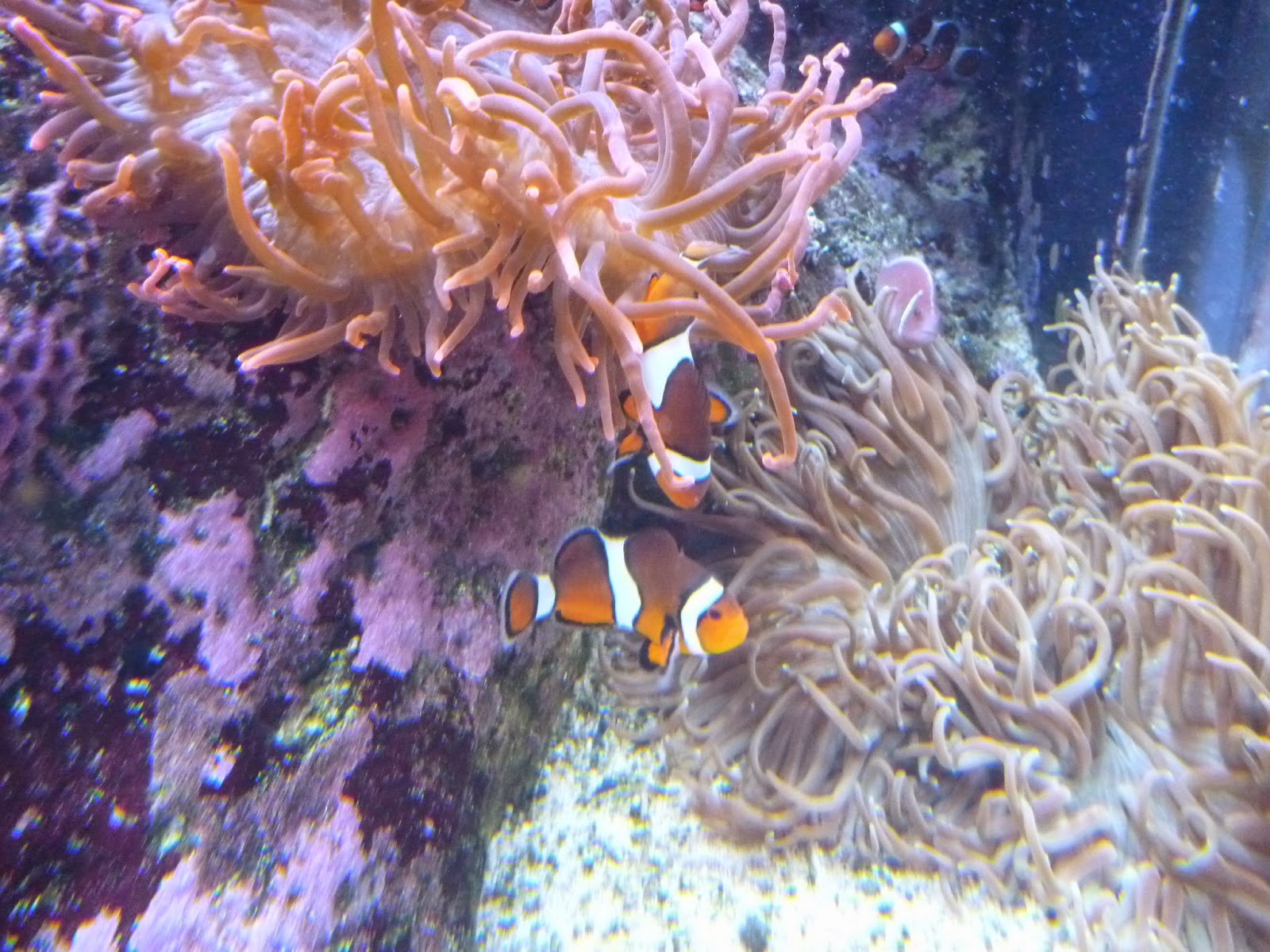 Hard To Port, by Jim KellyEvans Camden Aquarium Displays