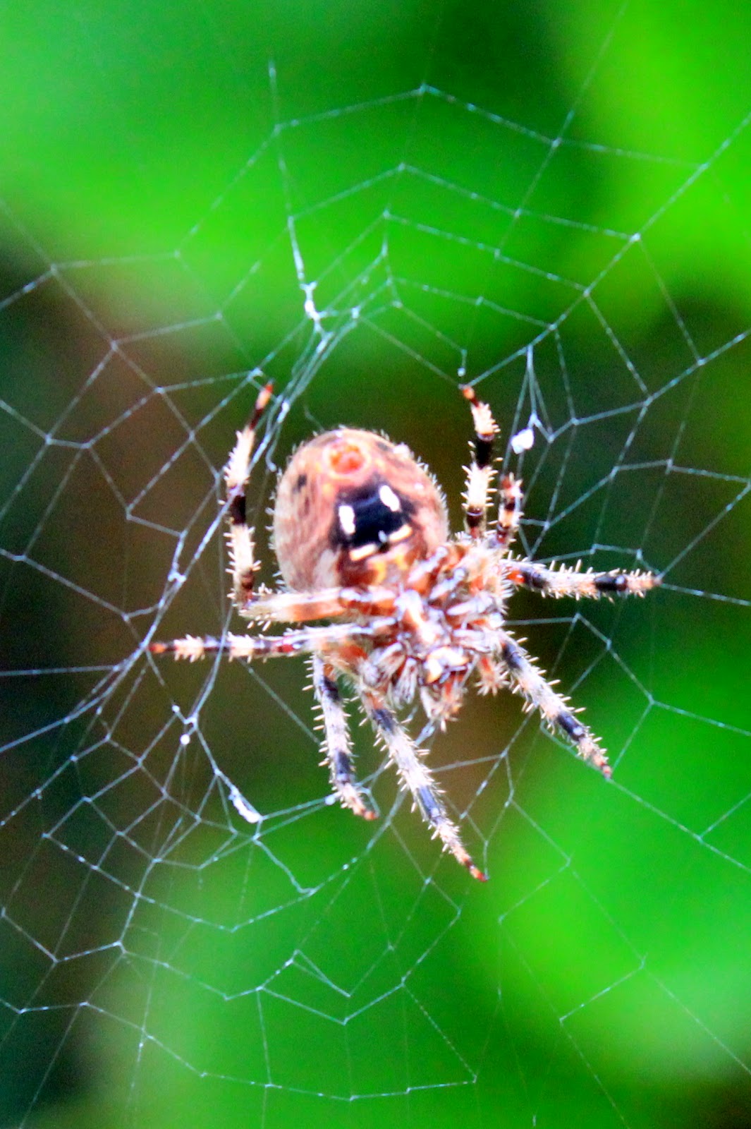 картинки пауков. про spider. паук волк крестовик. про spider. большие пауки.