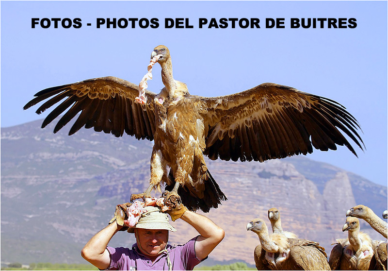 FOTOS - PHOTOS DEL PASTOR DE BUITRES