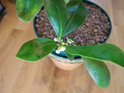 Citrus Plants indoors for winter Green Fingered Blog