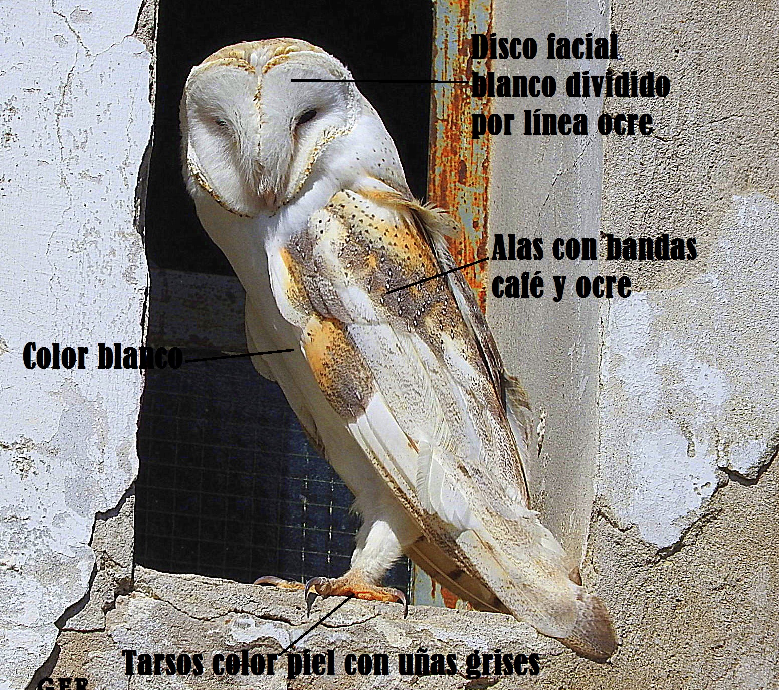 Lista 98+ Foto Que Significa Ver