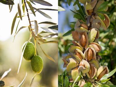 Writer South Asia Pistachio Plants In India Pistachio Plants In India