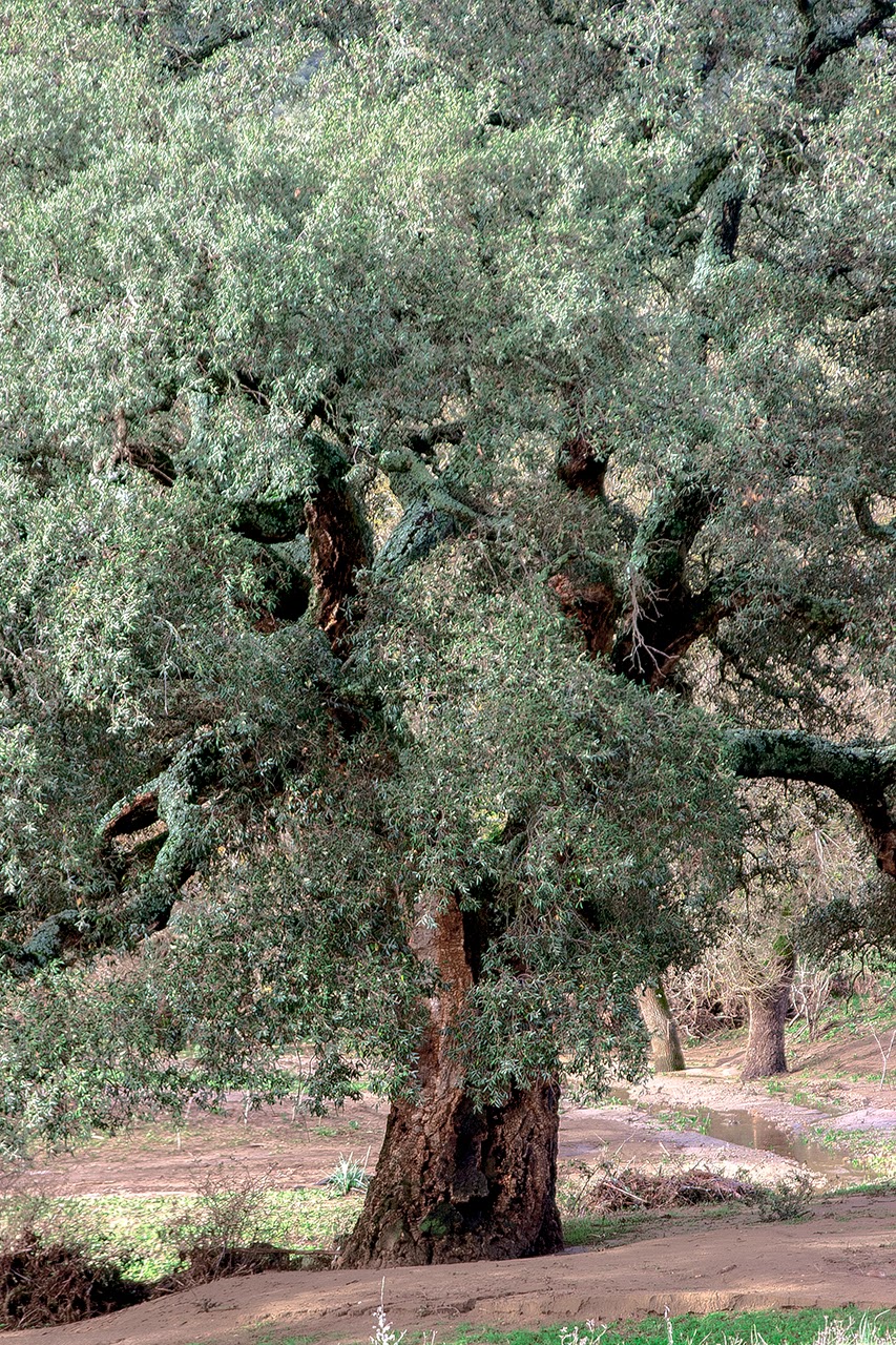 Entorno a Jerez Cuando el bosque no deja ver los árboles. Árboles