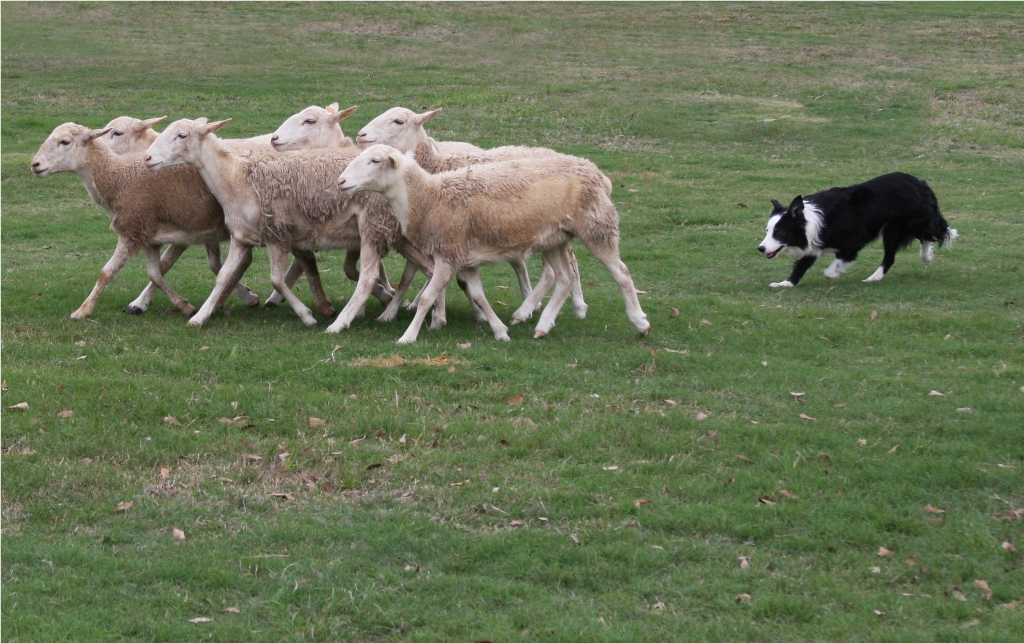 Wayfarin' Stranger Herding sheep