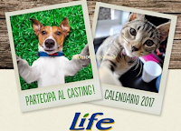 Club Amici di Life: partecipa al Pet casting per calendario e ricevi buoni sconto Logo Club Amici di Life: partecipa al Pet casting per calendario e ricevi buoni sconto