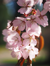 CherryBlossomsCT4U_.jpg