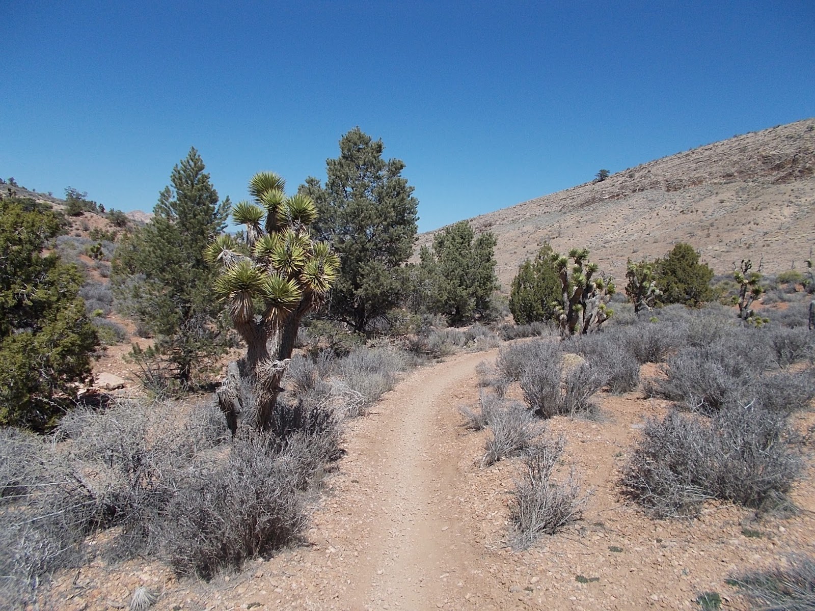 Bicycle Stories Time For Some Offroad Mt Biking 30 Miles Outside Vegas