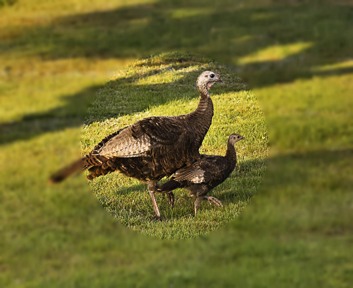 nature tales and camera trails A Wild Turkey Poult
