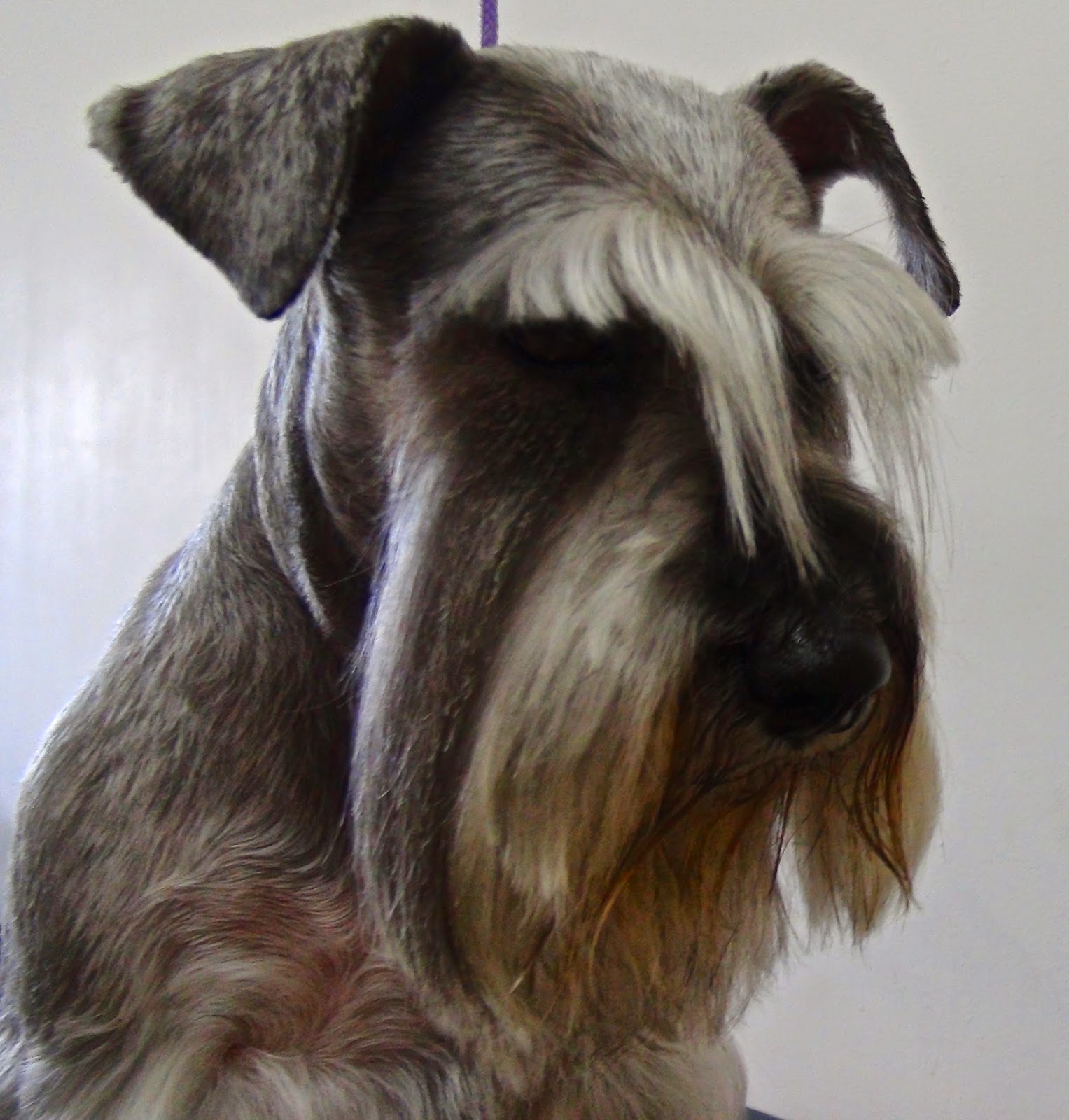 Cortar El Pelo A Un Schnauzer