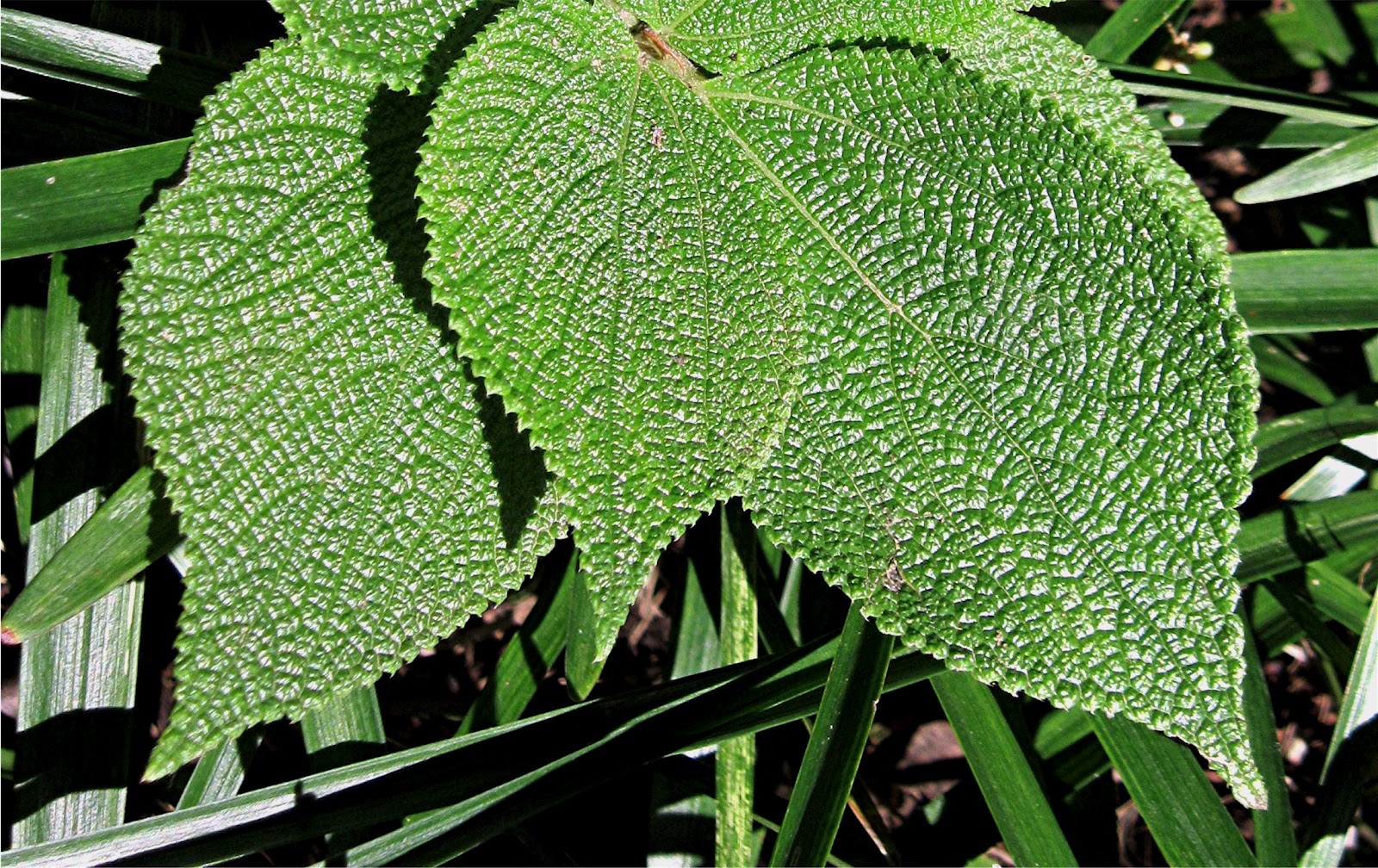 1003 Gardens Boehmeria biloba, Sandpaper plant....it feels as good as it looks!