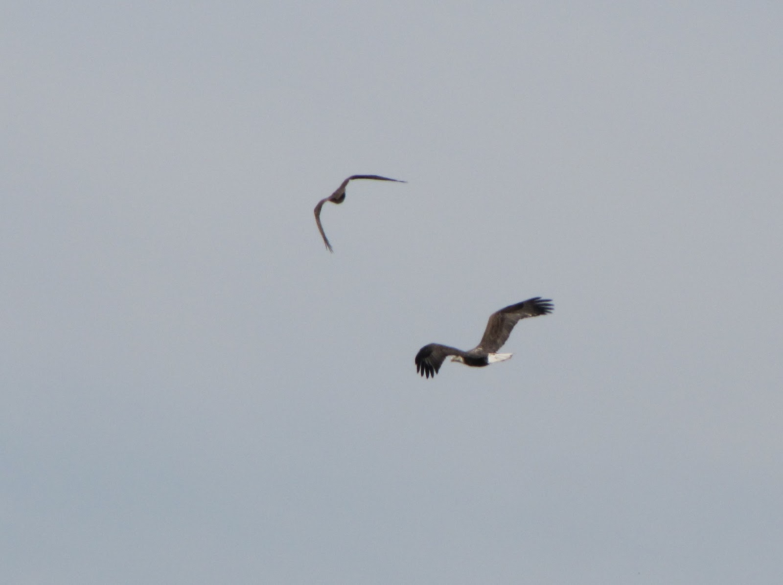 On the road: Bald Eagles