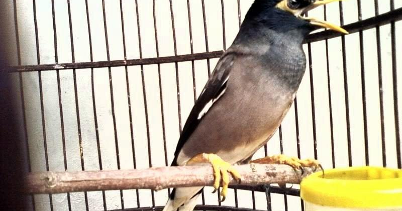 Download Mp3 Bunyi Tembakan Burung Jalak Nias Gacor Dan Full Isian