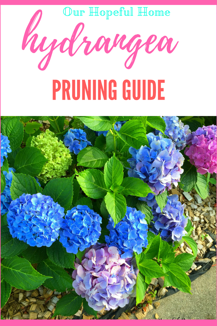 Our Hopeful Home Hydrangea Pruning Guide With Tips & Tricks For