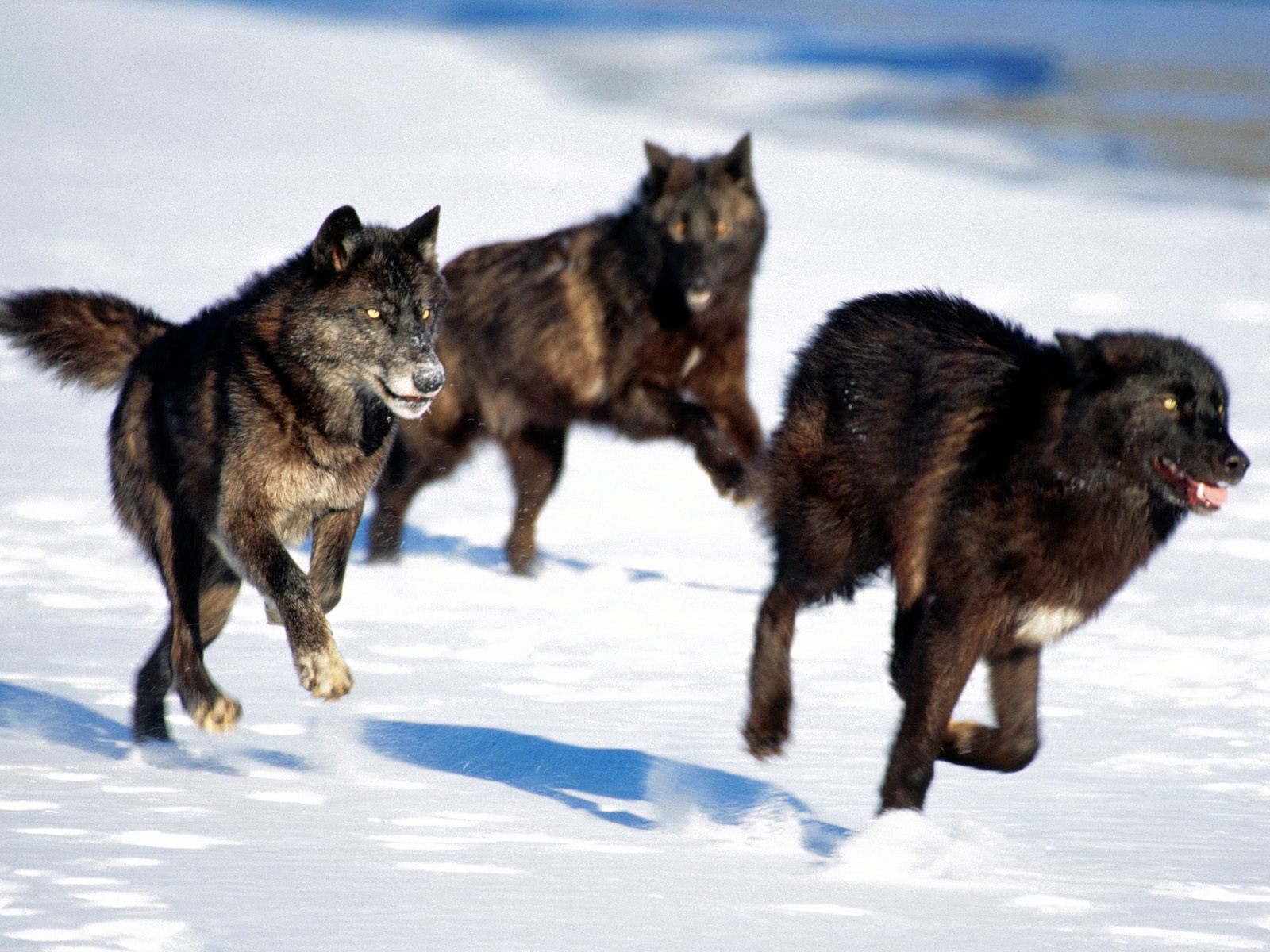 black wolf pack