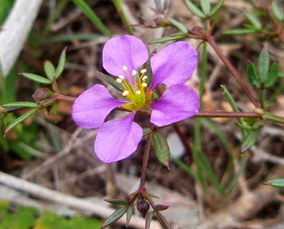 Flores violeta del Manto de la virgen (Fagonia cretica)