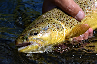 green drake fly pattern green drake fly pattern