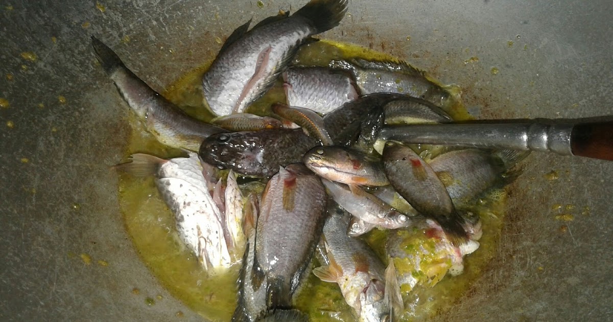 Cara masak tumis ikan gabus yang enak Bumbu Memasak Cara masak tumis ikan gabus yang enak Bumbu Memasak