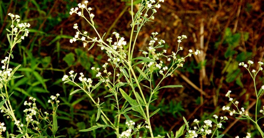 Harmful and Beneficial Aspects of Congress grass (Parthenium Hysterophorus) | TechGape