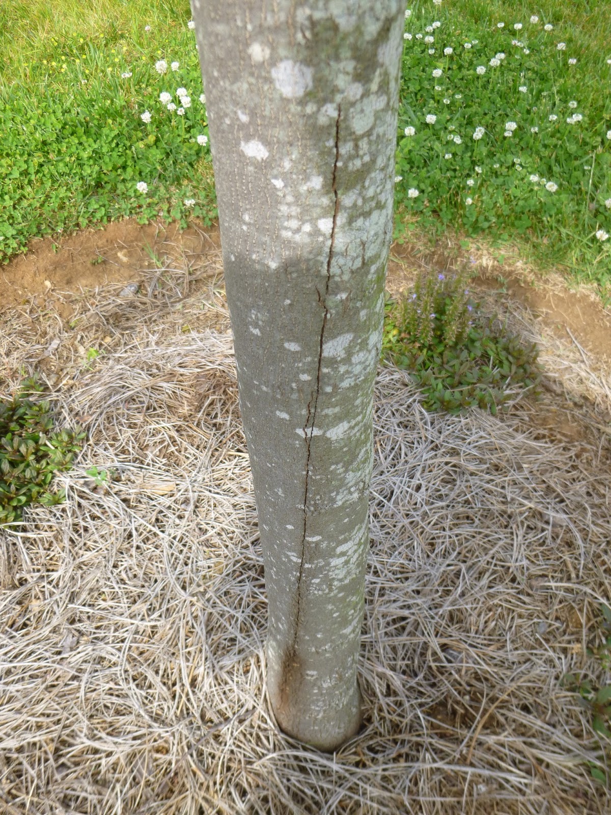 Garden of Aaron Cracked!