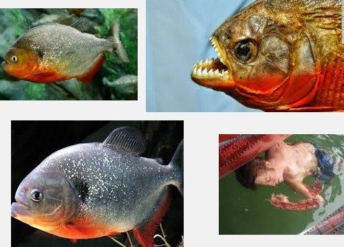 Ini Dia Ganasnya Ikan Piranha yang Makan Manusia 