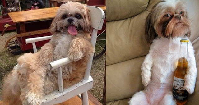 6 sinais de que o seu SHIH-TZU assumiu a liderança da casa