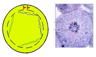 SCC1 - कोशिका विभाजन: असूत्री, समसूत्री व अर्द्धसूत्री विभाजन