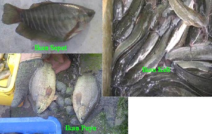 Ternak Ikan Puyu, Sepat, Keli, Tilapia Haruan Udang Galah Ketutu dalam