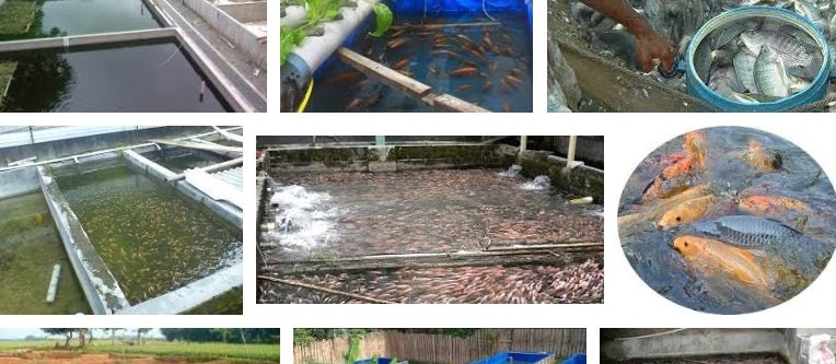 Syarat Kolam Ikan Nila Jika Ingin Berhasil dan Cepat Tumbuh