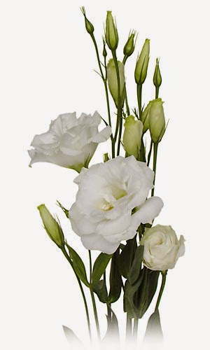 flor lisianthus branca