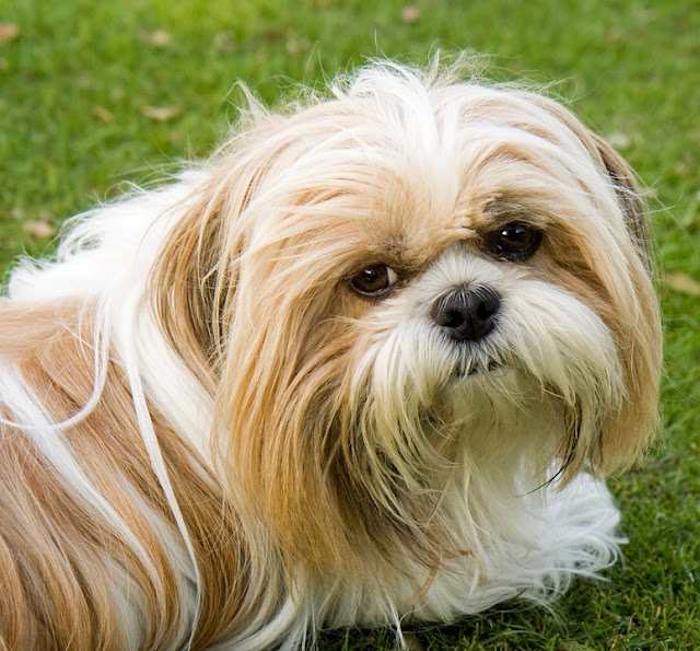 Cara melatih anjing shih tzu