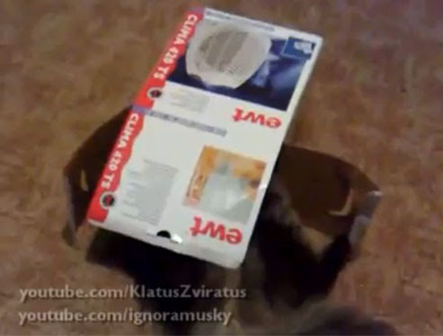 Video : どうしても箱に入りたい猫が微笑ましいビデオ ! !