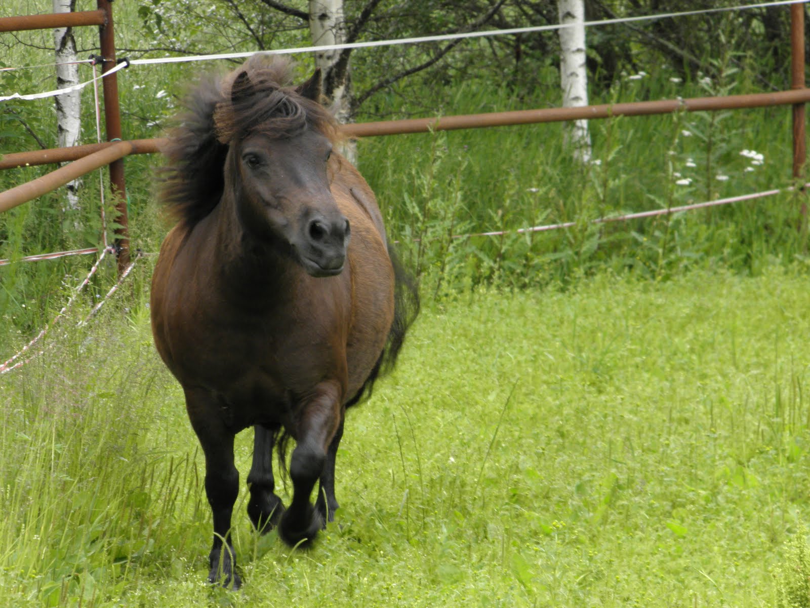 Pullea Musta Juhannusjuhlat