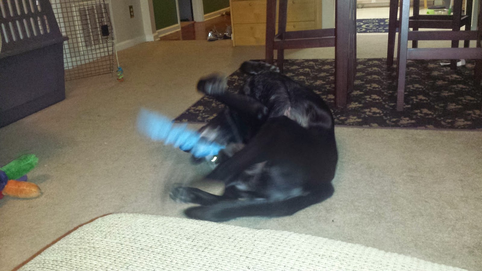 Loopies Dog Toys Loopies Dog Toys