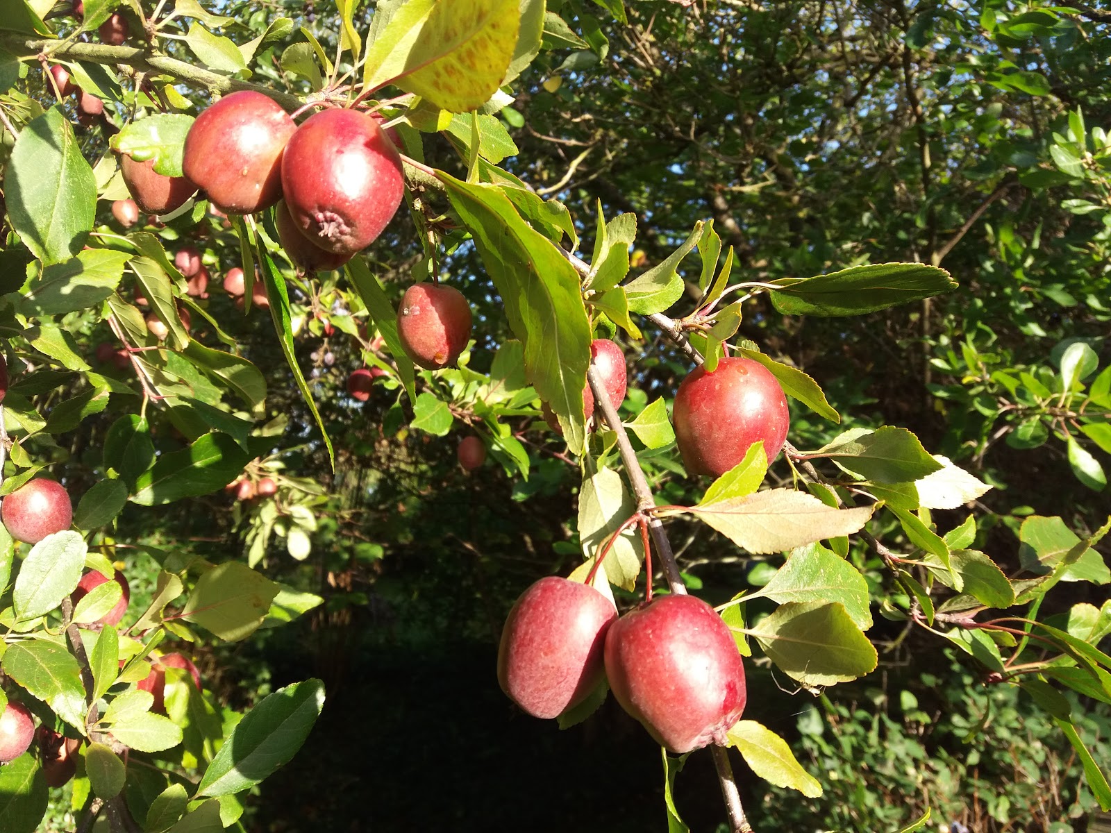 Paradise Apple Schnapps