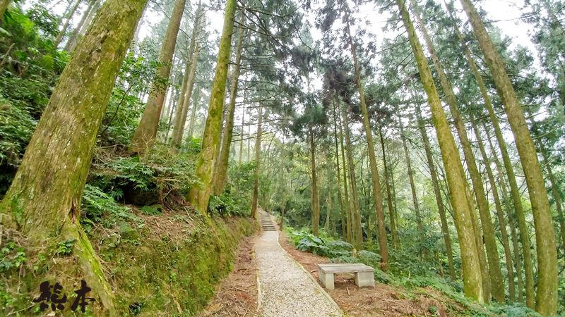 熊空茶園櫻花季|三峽熊空古窯|三峽同心茶園|三峽熊空櫻花園