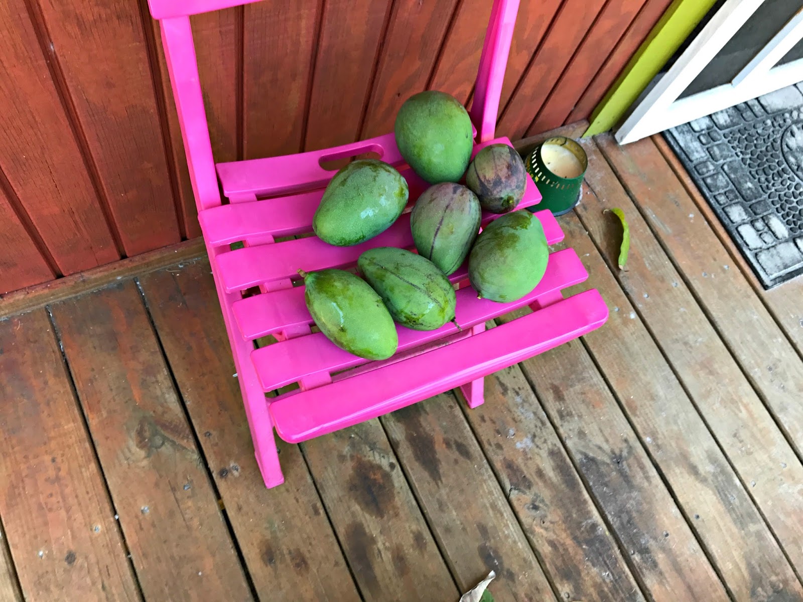 Pine Island, Florida Mango Season Arrives on Pine Island