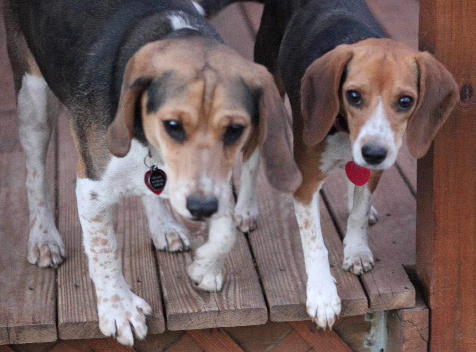 Two Fancy Beagles The Naked Beagle
