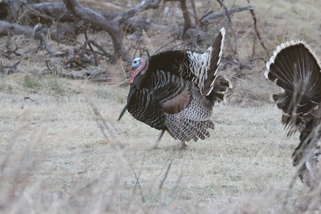 Goulds%2BTurkey%2BHunting%2Bwith%2BAuction%2BTag%2Bin%2BArizona%2Bwith%2BJay%2BScott%2BOutdoors%2Bof%2BColburn%2Band%2BScott%2BOutfitters%2B22.JPG