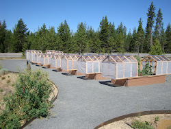 mini greenhouses raised beds greenhouse garden oregon nursery pine both central