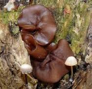 Top 12 Benefits of Ear Mushrooms for Healthy Body - Healthy T1ps Top 12 Benefits of Ear Mushrooms for Healthy Body - Healthy T1ps
