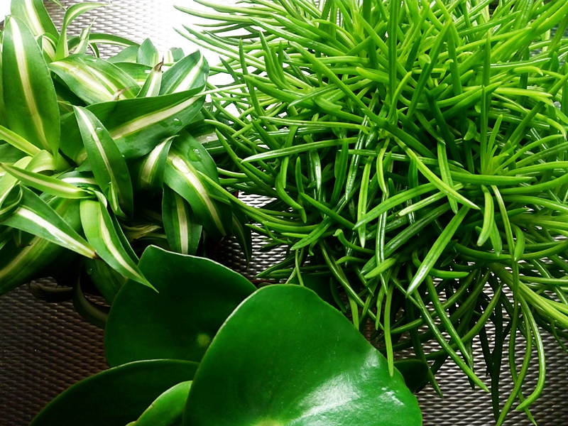 College tyttöjen vapaa porno videot