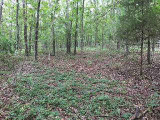 Forest Land Wooded Land, Missouri Ozarks, Truman Lake Area