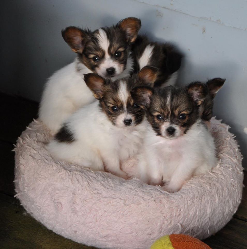 Road's End Papillons Expecting Papillon Puppies in August 2017