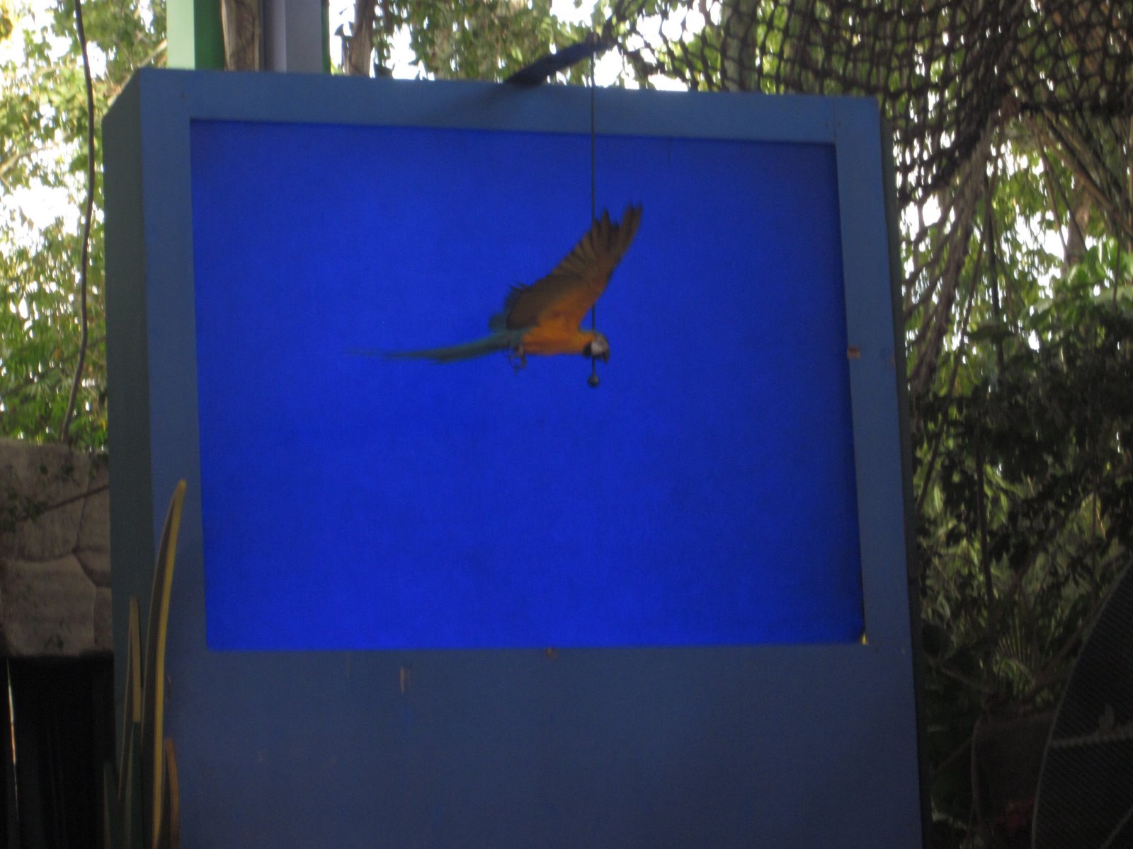 Victoria's Blessings How to Film Birds Flying