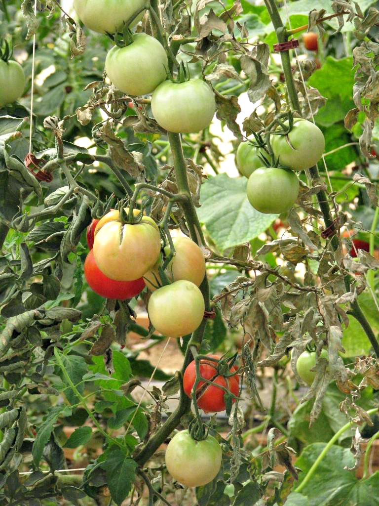 Beauty 4 Ashes VineRipe Tomatoes {Recipe}