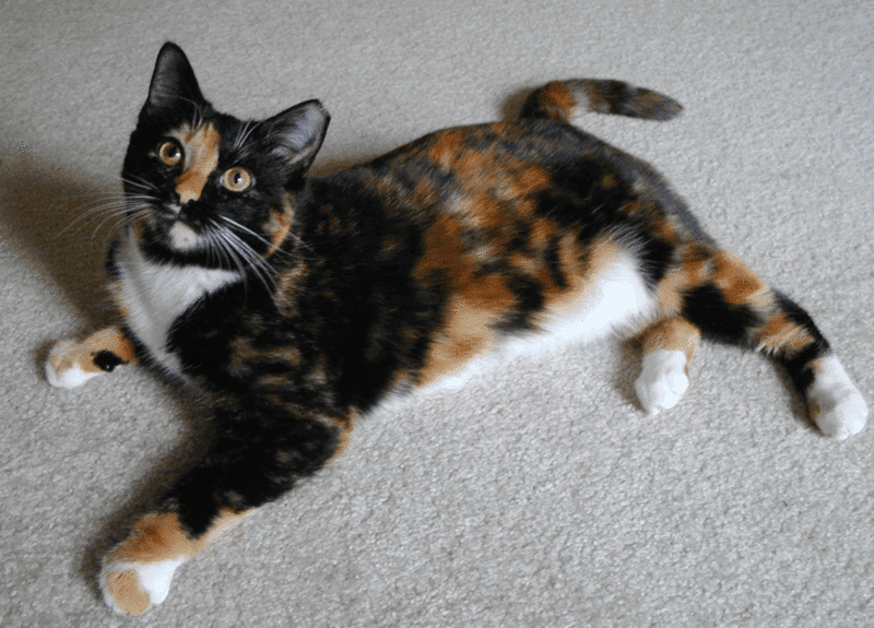 HONEY VETS: KENAPA KUCING CALICO HANYA BETINA?
